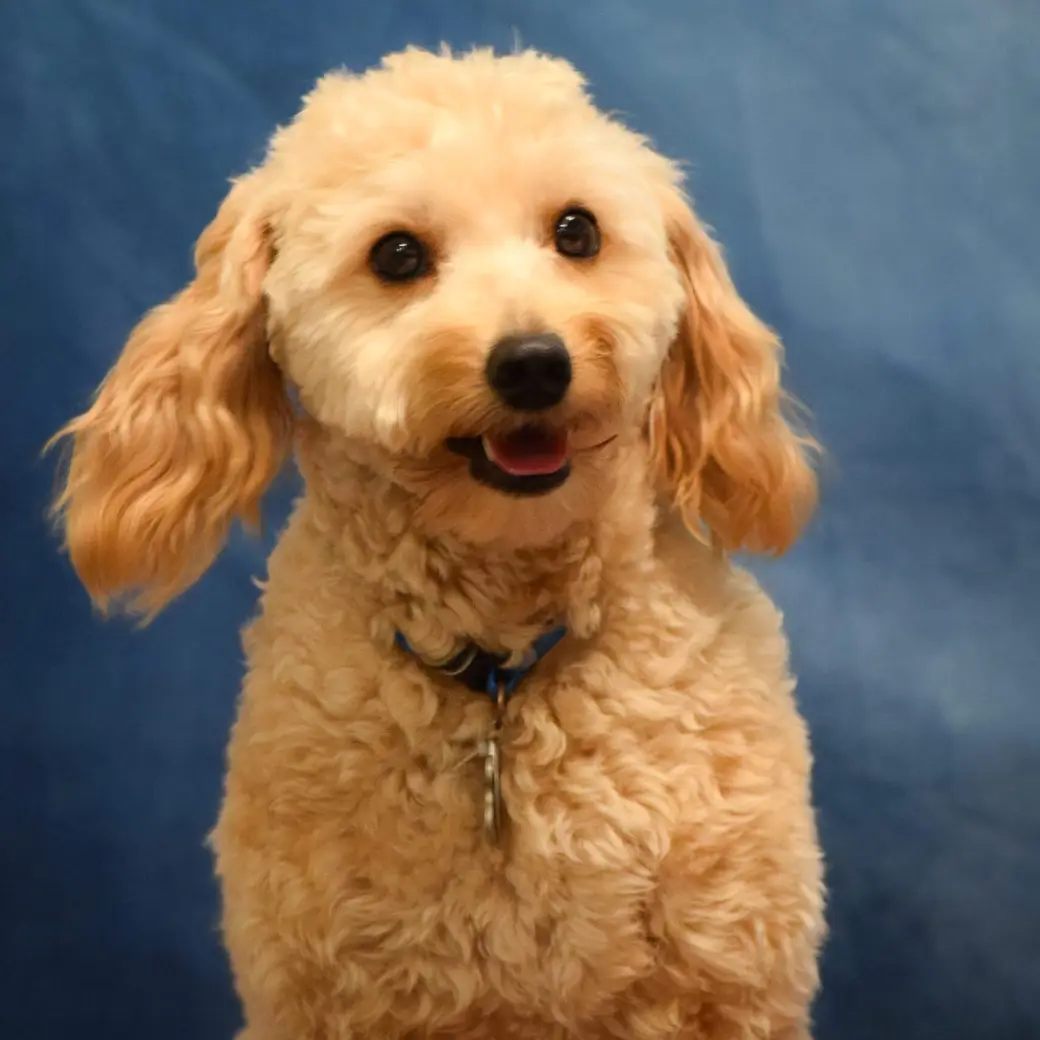 Teddy-Piedra-Animal-Assisted-Therapy-1.webp